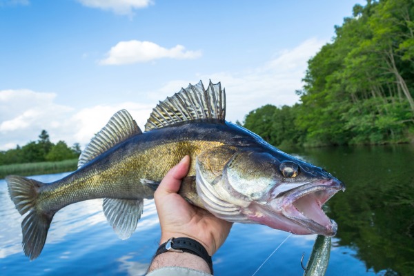 World-Class Fishing